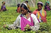 India Tea Exports Rise 2.85% in FY2024-25
