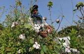 Kharif Cotton Season: MSP Alignment Urged