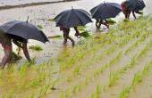 India Farm Sector Growth to Hit 3.5% in FY26