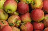 Himachal CM Urges Higher Apple Import Duty, Borrowing Limit