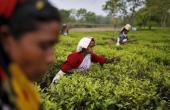 McLeod Russel Debt Transferred to NARCL at 36% Discount