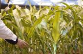 Insecticides India Targets Rs 200 Crore Business in MP