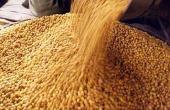 India Imposes 10% Import Duty on Chana from April 1