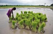 Paddy Embezzlement: Rs 11 Cr Fraud Uncovered