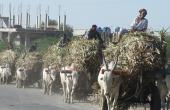 Jharkhand's Pearl Farming Revolution: 10x Returns