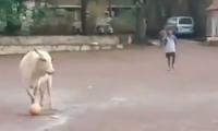 Cow playing football is a winner on the internet