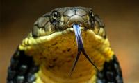 Man Scares Minor With Cobra, Molests Her