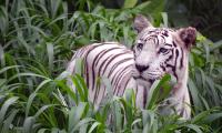 Have you seen a white tiger?