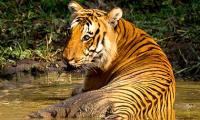 In pix: The tigers of India