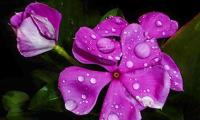 Monsoon blooms: L'il drops of joy