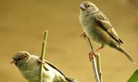 World Sparrow Day: Share your photographs