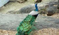 LIVE! 11 peacocks found dead in MP village; probe begins 
