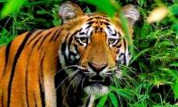 Watch: When I spotted four tigers with a kill