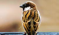 World Sparrow Day: Send us your pictures