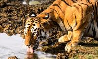 In pix: The fierce and famous tigers of Tadoba