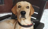 Pet pics: This lab loves watching Crime Patrol