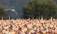 SEE: Stunning flamingos take flight