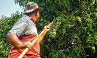 Summer Pics: Time To Pluck Mangoes!