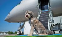 Bark Air, An Airline For Dogs!