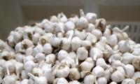 Who Eats The Most Garlic? These 7 Countries! India?