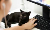 Is It Okay To Bring A Cat To Work?