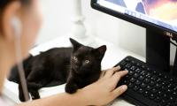 'Help! Coworker's Cat Is Distracting Me at Work'