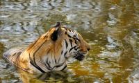 Elusive Majesty: The Glorious Tiger