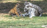 A Tigress And Her Tiny Titans