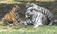 A Tigress And Her Tiny Titans