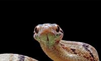 8 Snake-Free Countries