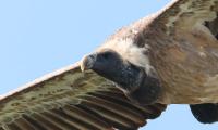 The Man Who Captures Vultures On Camera