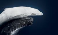 The World Nature Photographs Of The Year!
