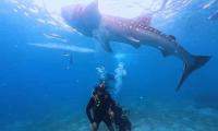 The Day I Swam With A Whale Shark