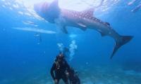 The Day I Swam With A Whale Shark