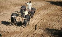 Budget 2012: Agriculture sector to get sops