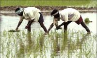 Budget 2012: Booster dose likely for private funds in agriculture