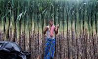 Sugarcane economy sets tone for UP's Lok Sabha poll