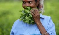 Tea Sector...