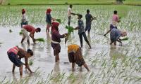 Farm profits likely to be higher this kharif season