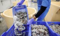 India's shrimp exports hit by US tariffs, UK FTA offers slim relief