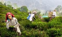 How India Let Sri Lanka Steal Its Tea Crown