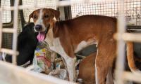 'These Are Not 'Strays' But Community Dogs'