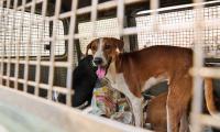 'These Are Not 'Strays' But Community Dogs'