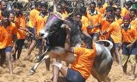 28 arrested for holding Jallikattu despite SC ban