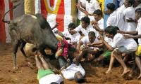 TN files caveat in SC to defend its ordinance on Jallikattu