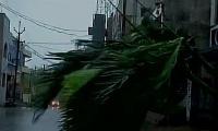 Hudhud impact: Uprooted trees, electric poles litter streets