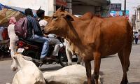 LIVE! Teen alleges cow vigilantes forced him to eat cow dung 