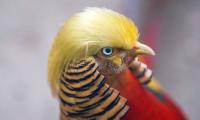 Meet 'Trump bird', China's latest sensation