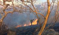 Huge fire breaks out at Sariska, tigers not in danger
