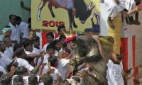 SC setback for TN, can't conduct Jallikattu this Pongal